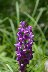 Dactylorhiza umbrosa