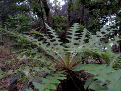 Sonchus hierrensis