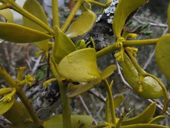 Viscum cruciatum
