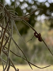 Ophiocordyceps camponoti-floridani