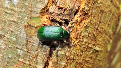 Cochabamba marginata