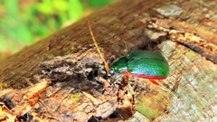 Cochabamba marginata