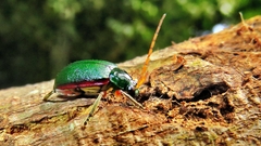 Cochabamba marginata