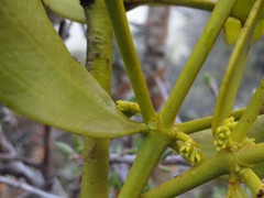 Viscum cruciatum