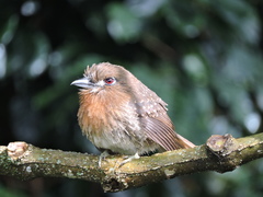 Malacoptila mystacalis