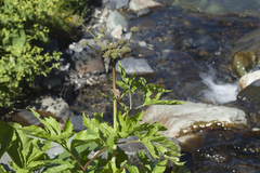 Xanthogalum purpurascens