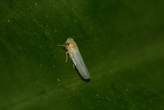 Cicadellidae