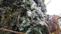 Parmelia serrana