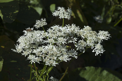 Heracleum apiifolium