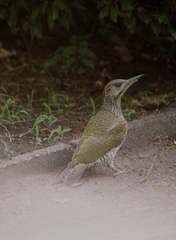 Picus viridis