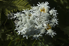 Heracleum apiifolium