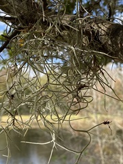 Ophiocordyceps camponoti-floridani