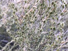 Mortonia scabrella