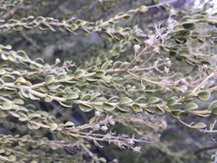 Mortonia scabrella