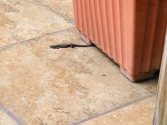 Pholidobolus montium