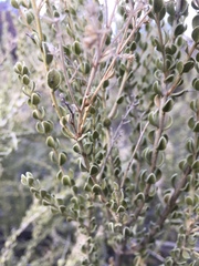 Mortonia scabrella