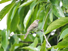 Nesotriccus incomtus