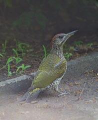 Picus viridis