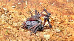 Eusarcus