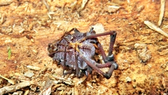 Eusarcus