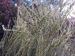 Mortonia scabrella