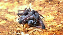 Eusarcus