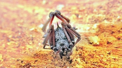 Eusarcus