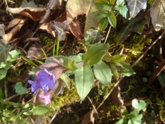 Pulmonaria officinalis