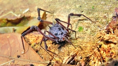 Eusarcus