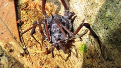 Eusarcus