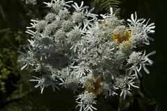 Heracleum apiifolium