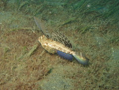 Dactylopus kuiteri