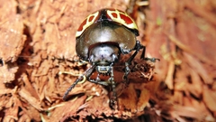 Platyphora difficilis