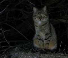 Felis silvestris