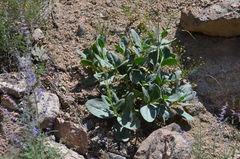 Caccinia dubia