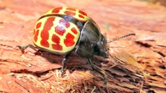 Platyphora difficilis