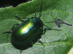 Oreina cacaliae