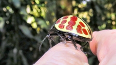 Platyphora difficilis