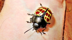 Platyphora difficilis