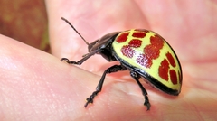 Platyphora difficilis