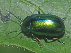 Oreina cacaliae
