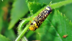 Aulacizes conspersa