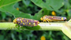 Aulacizes conspersa