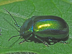 Oreina cacaliae