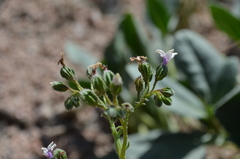 Caccinia dubia