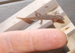 Sphaerodactylus difficilis