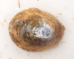 Lepeta caeca