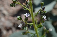 Caccinia dubia