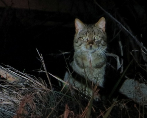 European Wildcat