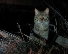 Felis silvestris